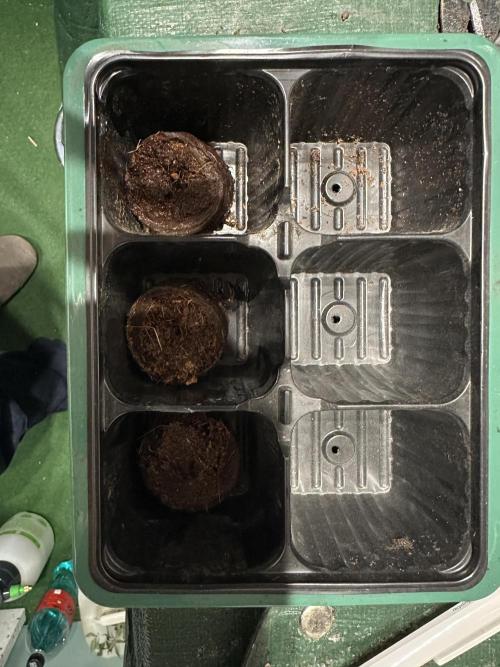 Eternity Grow Cup 2026. Week 0