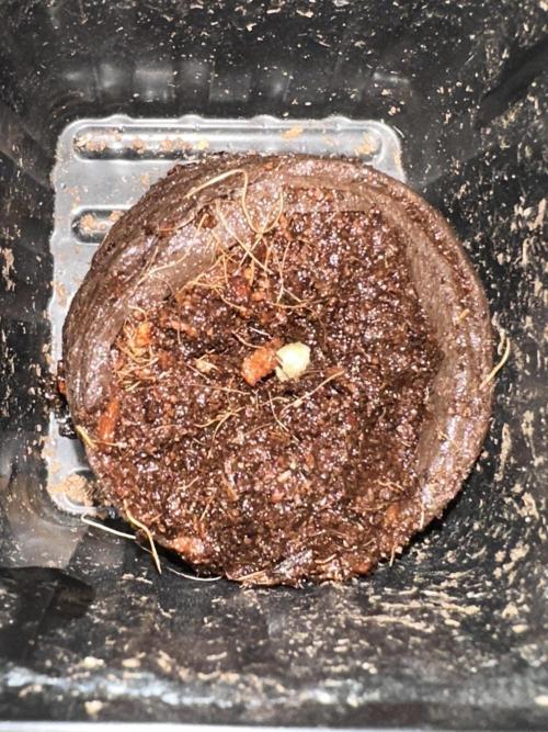 Eternity Grow Cup 2026. Week 0