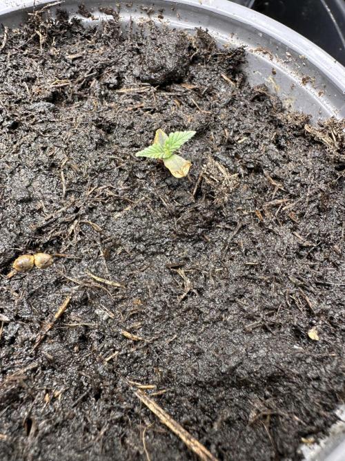 Eternity Grow Cup 2026 ^Sticky Broccoli^. Week 0