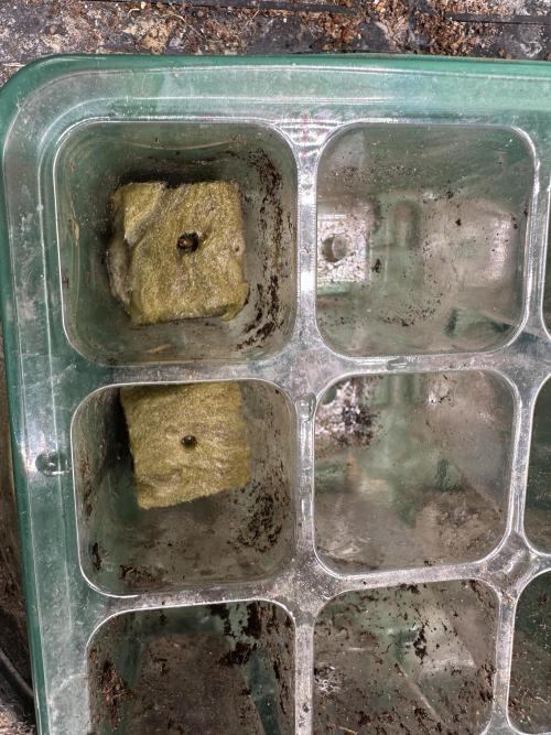 Eternity Grow Cup 2026 ^Sticky Broccoli^. Week 0