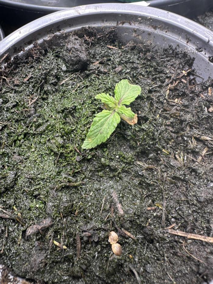 Eternity Grow Cup 2026 ^Sticky Broccoli^. Week 1