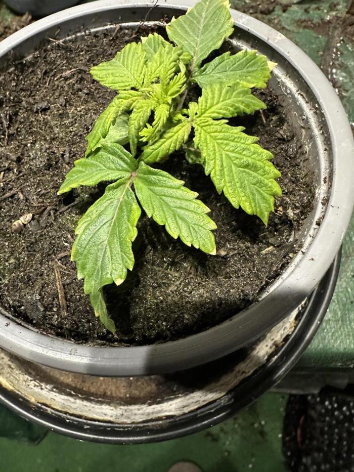 Eternity Grow Cup 2026 ^Sticky Broccoli^. Week 2