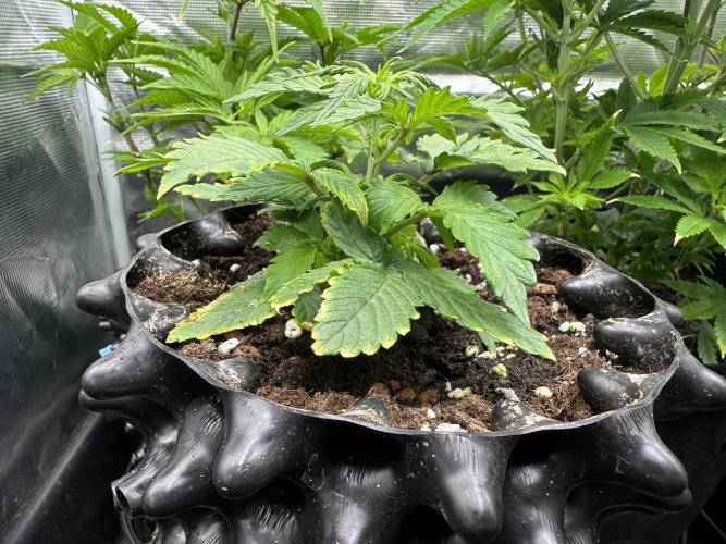 Eternity Grow Cup 2026 ^Sticky Broccoli^. Week 3