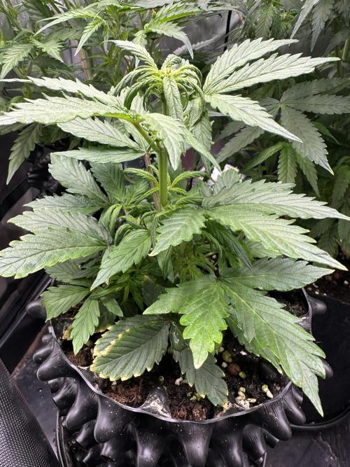 Eternity Grow Cup 2026 ^Sticky Broccoli^. Week 4