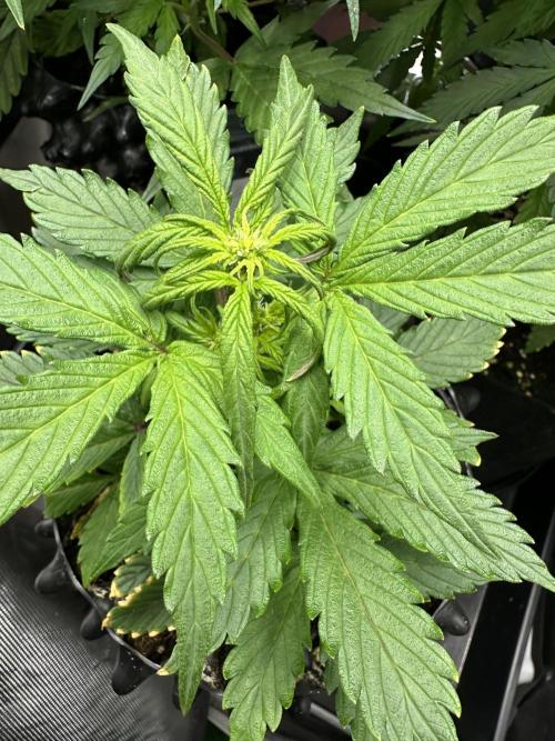 Eternity Grow Cup 2026 ^Sticky Broccoli^. Week 4