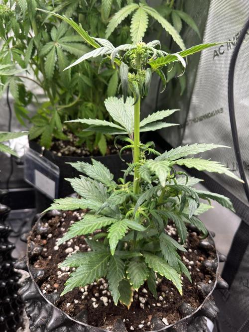 Eternity Grow Cup 2026 ^Sticky Broccoli^. Week 5