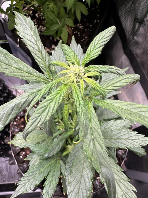 Eternity Grow Cup 2026 ^Sticky Broccoli^. Week 5