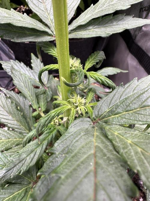 Eternity Grow Cup 2026 ^Sticky Broccoli^. Week 5