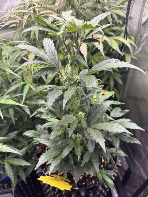 Eternity Grow Cup 2026 ^Sticky Broccoli^. Week 6