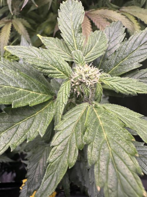 Eternity Grow Cup 2026 ^Sticky Broccoli^. Week 6