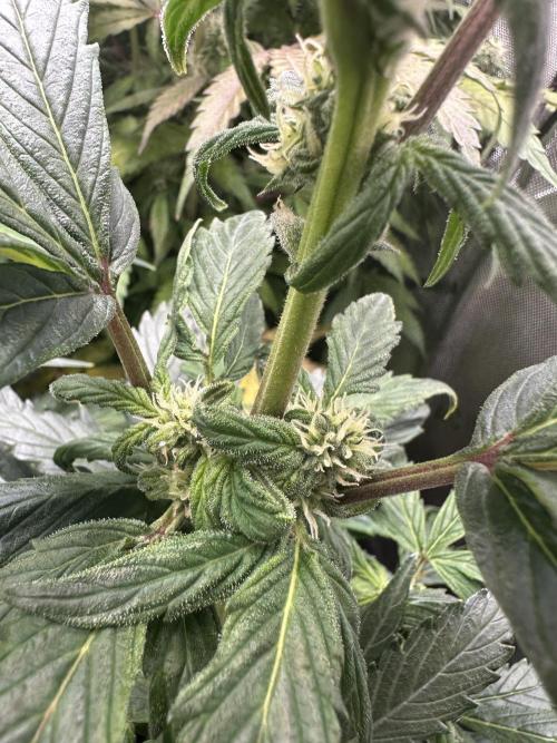 Eternity Grow Cup 2026 ^Sticky Broccoli^. Week 6