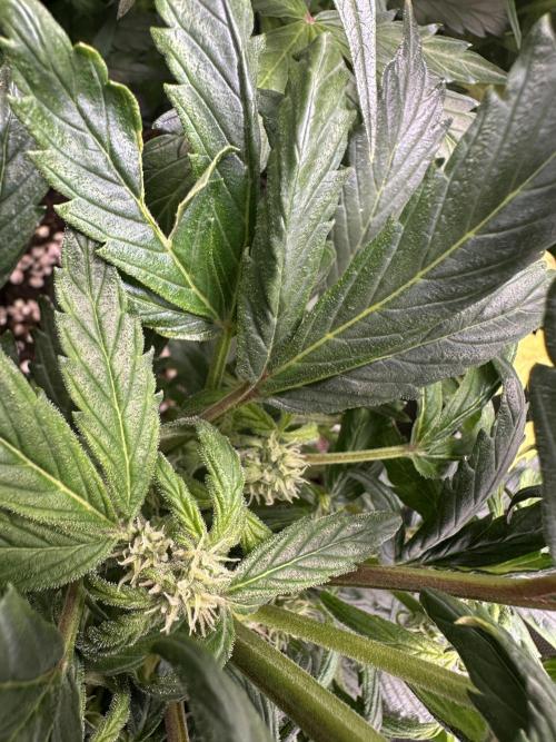 Eternity Grow Cup 2026 ^Sticky Broccoli^. Week 6