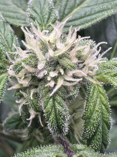 Eternity Grow Cup 2026 ^Sticky Broccoli^. Week 6