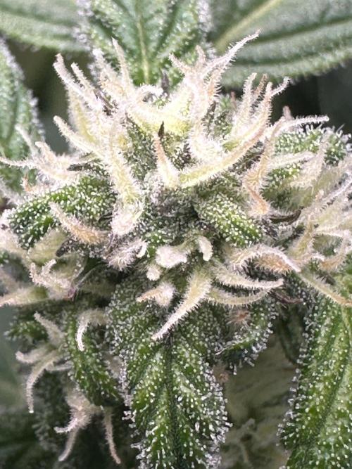 Eternity Grow Cup 2026 ^Sticky Broccoli^. Week 6