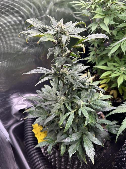 Eternity Grow Cup 2026 ^Sticky Broccoli^. Week 7
