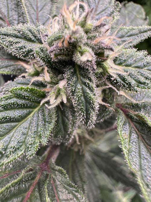 Eternity Grow Cup 2026 ^Sticky Broccoli^. Week 7