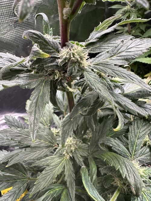 Eternity Grow Cup 2026 ^Sticky Broccoli^. Week 7