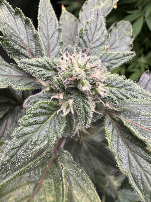 Eternity Grow Cup 2026 ^Sticky Broccoli^. Week 7