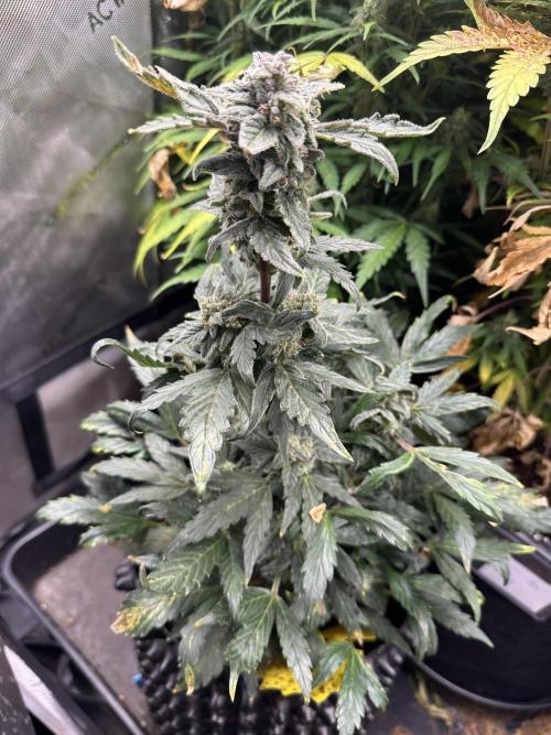 Eternity Grow Cup 2026 ^Sticky Broccoli^. Week 8