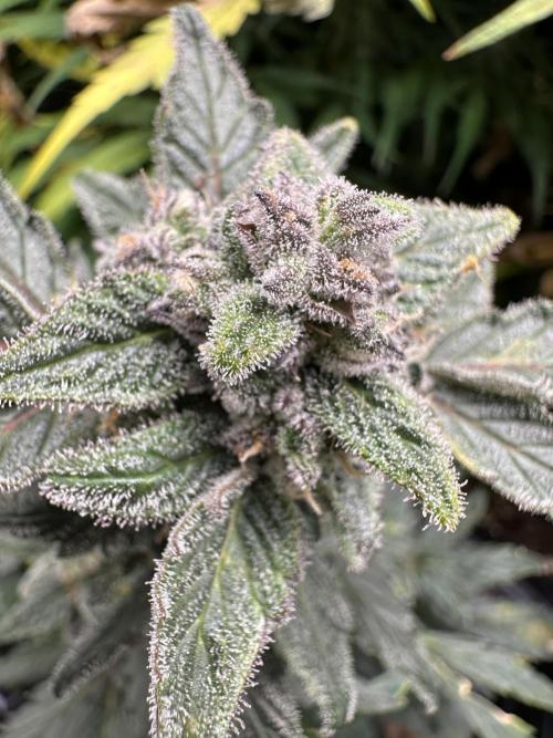 Eternity Grow Cup 2026 ^Sticky Broccoli^. Week 8