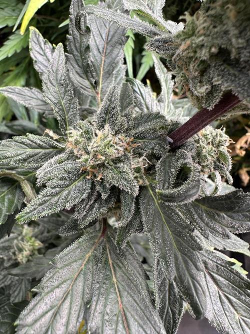 Eternity Grow Cup 2026 ^Sticky Broccoli^. Week 8