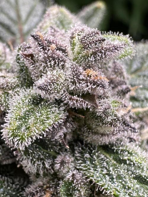 Eternity Grow Cup 2026 ^Sticky Broccoli^. Week 8