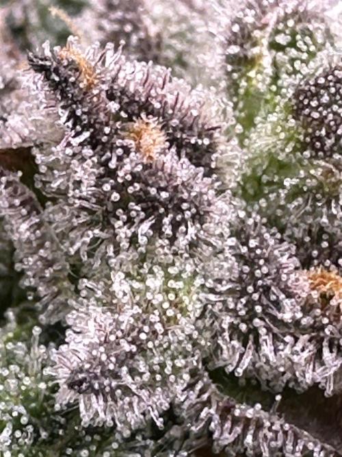Eternity Grow Cup 2026 ^Sticky Broccoli^. Week 8