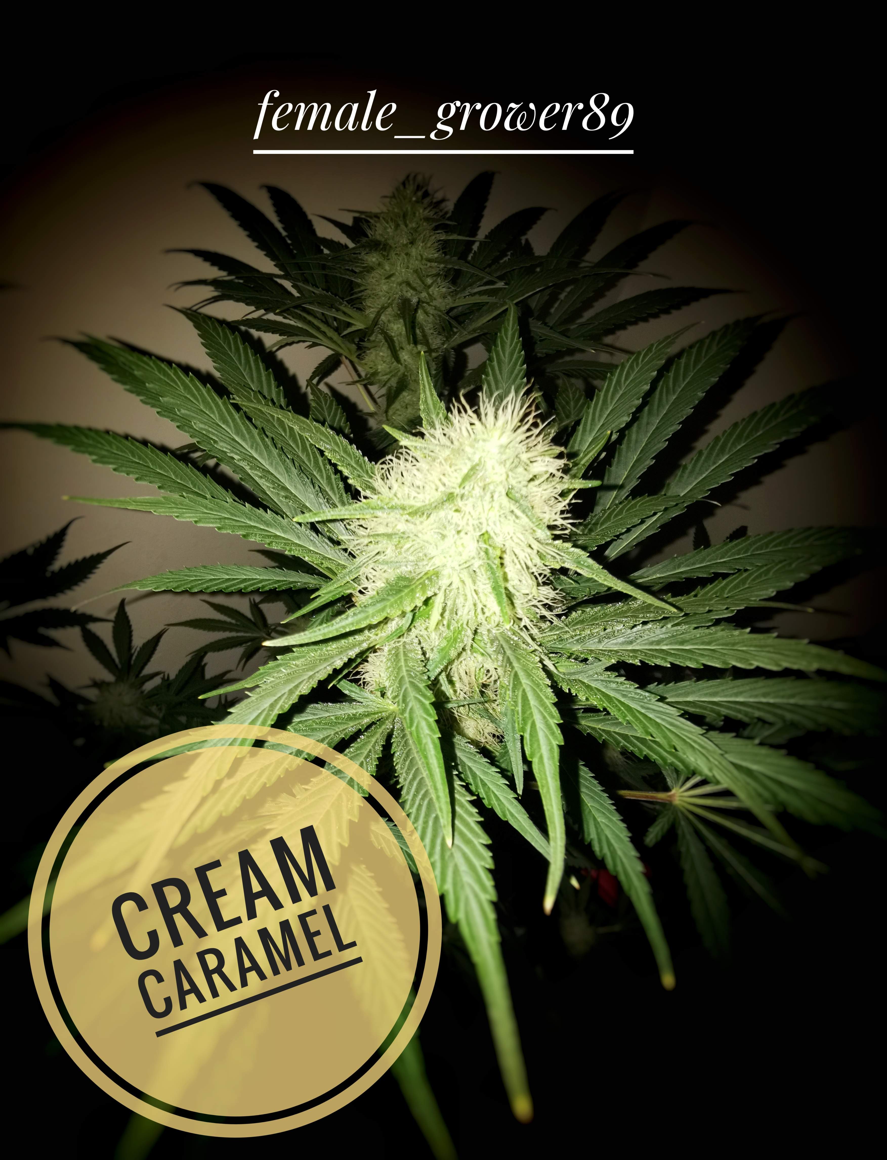 Sweet Seeds Cream Caramel® 2 grow diary (journal) week8 by female