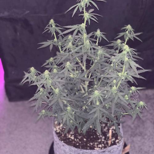 Purple Punch Auto . Week 5