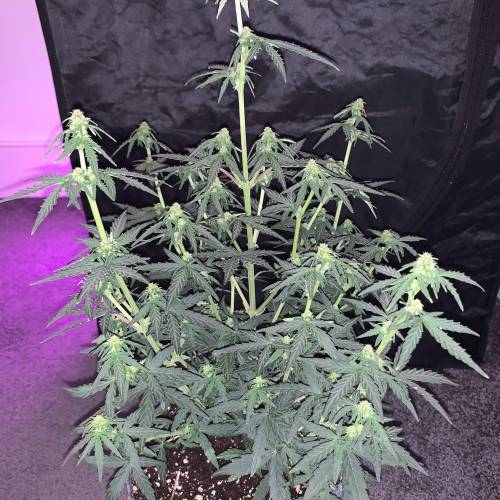 Purple Punch Auto . Week 5