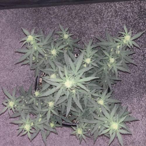 Purple Punch Auto . Week 5