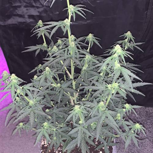 Purple Punch Auto . Week 5