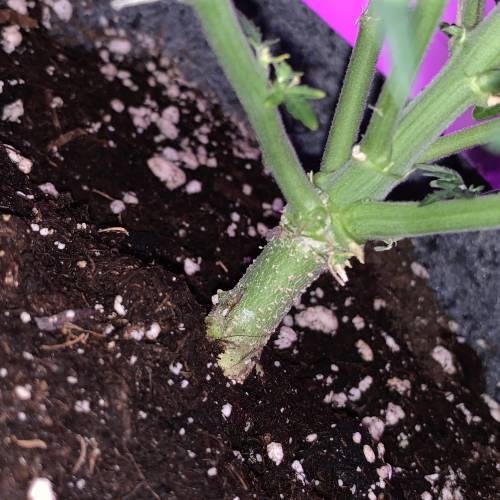 Purple Punch Auto . Week 5