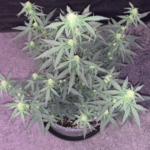 Purple Punch Auto . Week 5