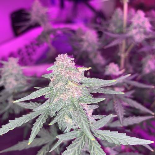 Purple Punch Auto . Week 7