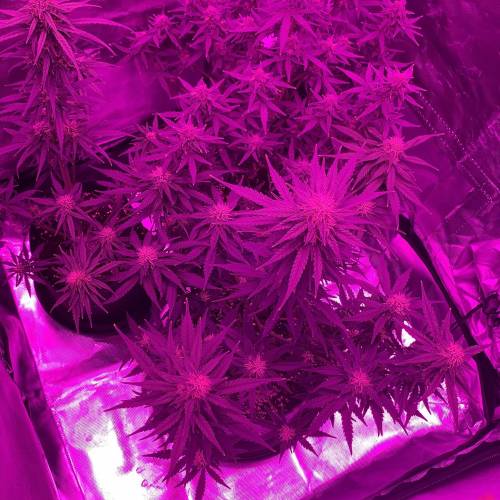 Purple Punch Auto . Week 7