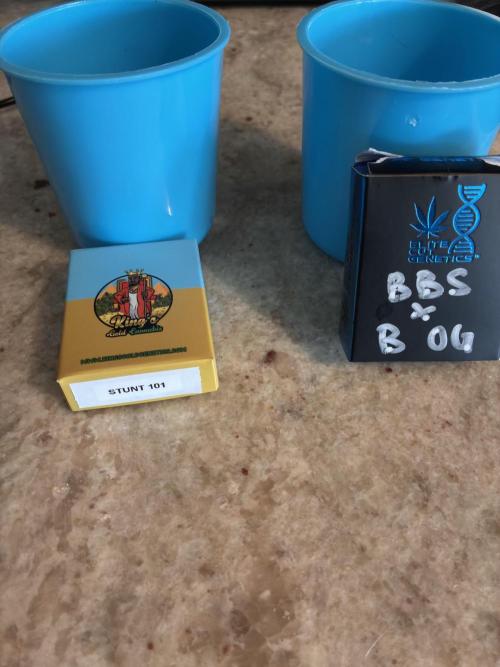 Running it back with Elite Cut Genetics. Week 0 - Genetics 