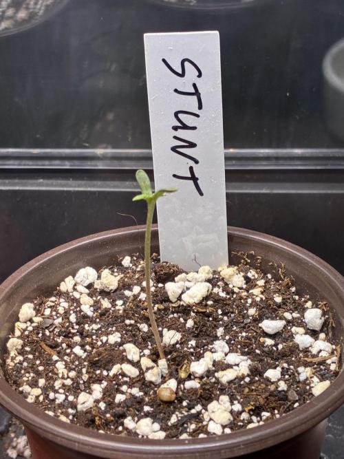 Running it back with Elite Cut Genetics. Week 0 - Seedling