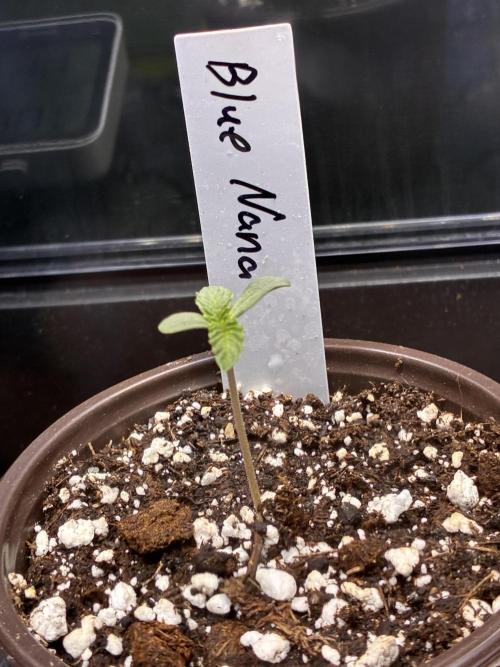 Running it back with Elite Cut Genetics. Week 0 - Seedling 