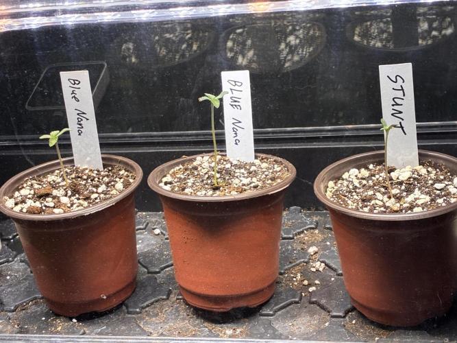 Running it back with Elite Cut Genetics. Week 0 - Seedling 