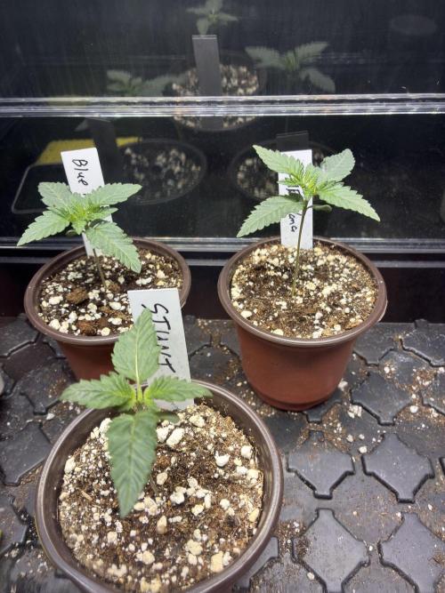 Running it back with Elite Cut Genetics. Week 1