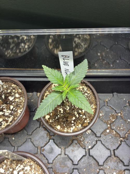 Running it back with Elite Cut Genetics. Week 1