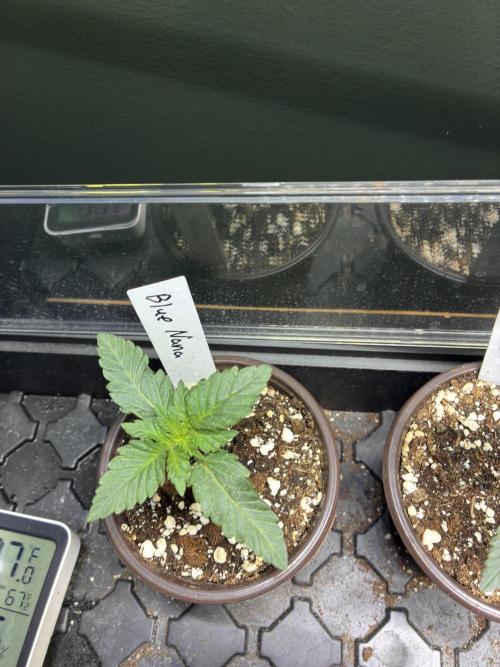 Running it back with Elite Cut Genetics. Week 1