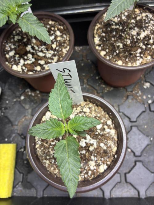 Running it back with Elite Cut Genetics. Week 1