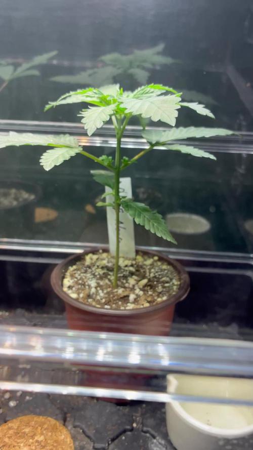 Running it back with Elite Cut Genetics