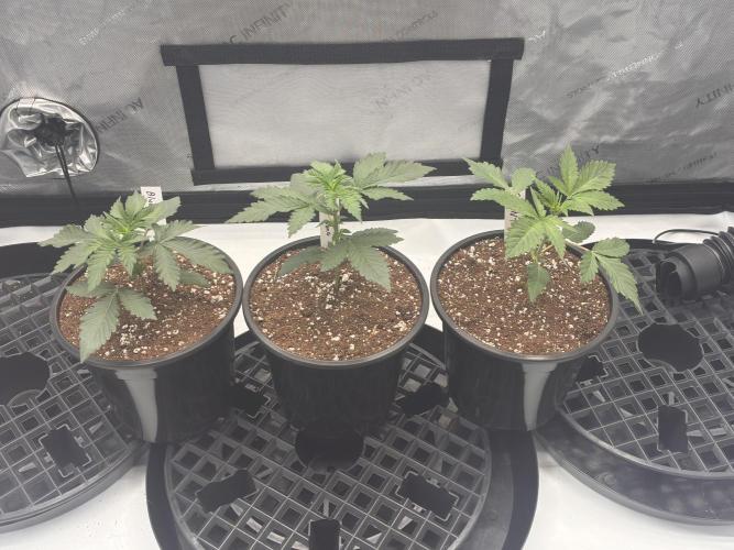 Running it back with Elite Cut Genetics. Week 2