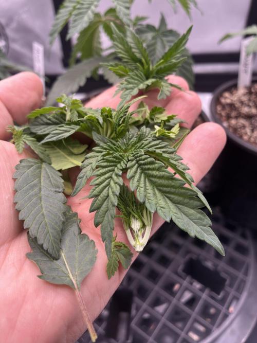 Running it back with Elite Cut Genetics. Week 2