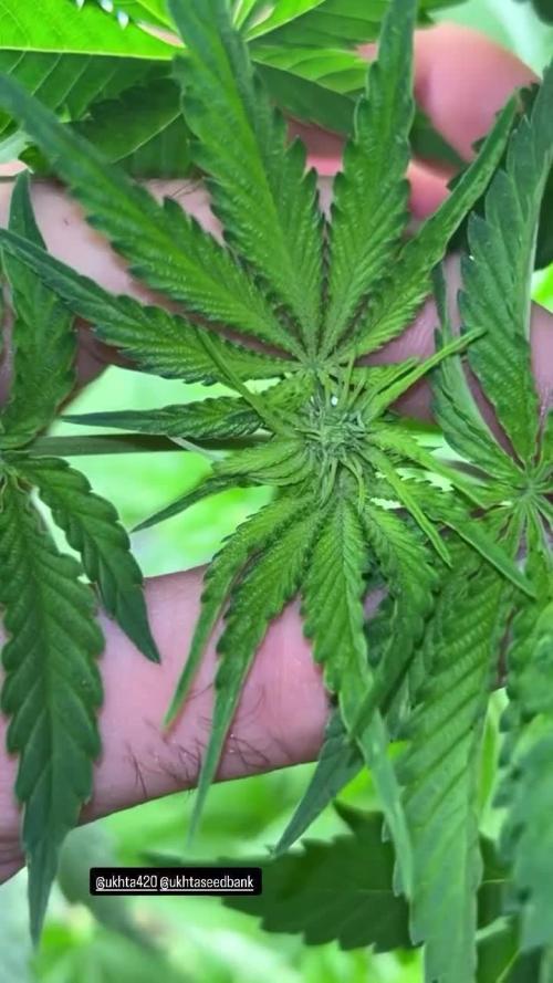 UKHTA fruitgum x wgc