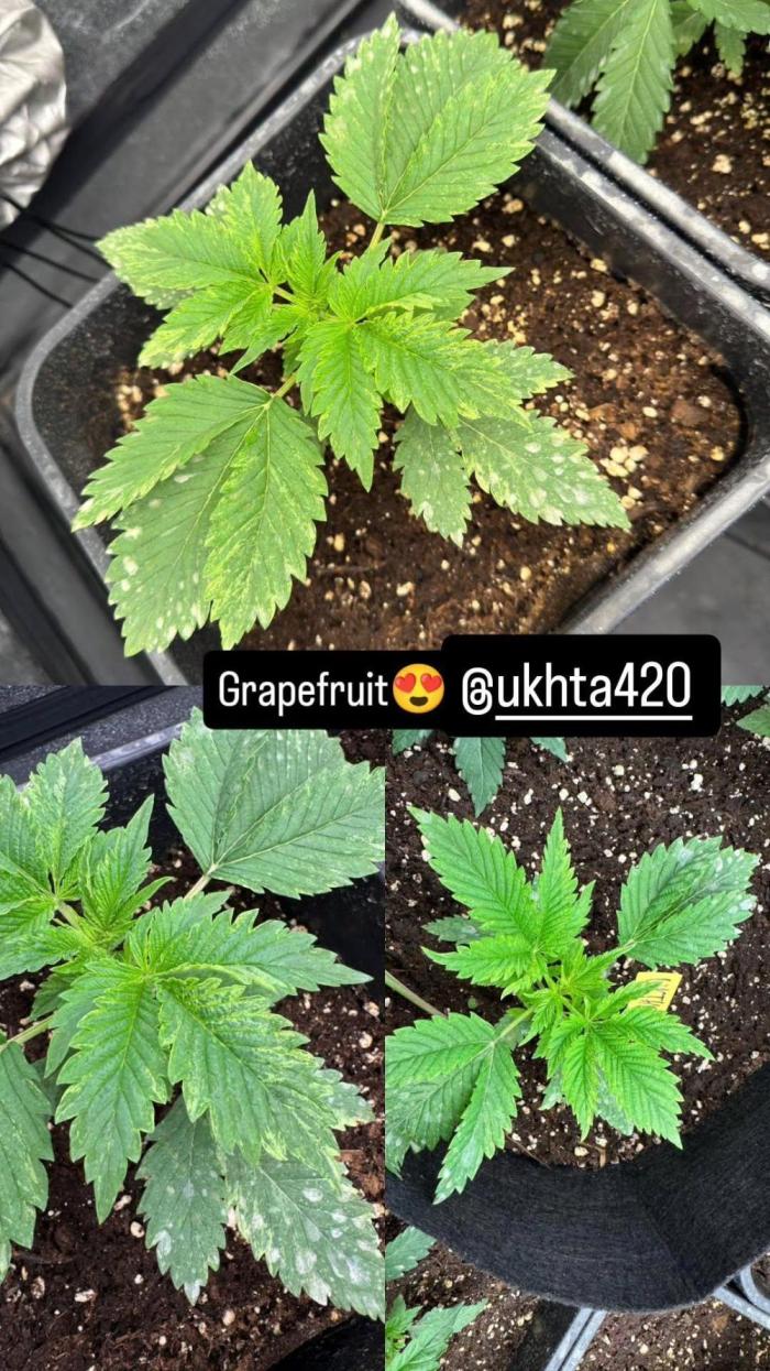 UKHTA fruitgum x wgc. Week 2