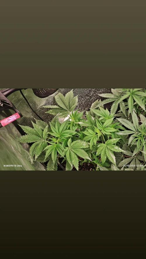 UKHTA fruitgum x wgc. Week 3